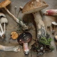 Survivalisme : Guide ultime des champignons comestibles